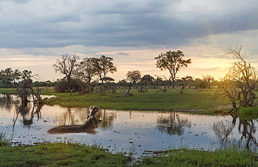 Okavango Delta, Botswana, Africa