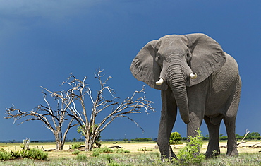 African elephant, Okavango Delta, Botswana, Africa