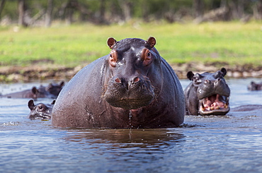 Hippopotamus, Okavango Delta, Botswana, Africacurves adjustments, slight vignette