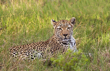 Leopard, Okavango Delta, Botswana, Africalocalized adjustment on leopards face/eyes to make it pop, global curves adjustment to increase contrast