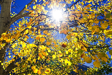 Sun through autumn leaves, Switzerland, Europe