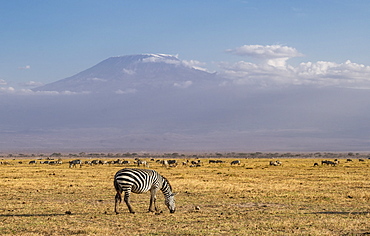 Zebra and Mount Kilimanjaro in Amboseli National Park, Kenya, East Africa, Africa