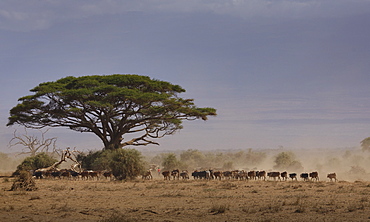 Cattle returning from a drinking pond (waterhole) in Amboseli National Park, Kenya, East Africa, Africa