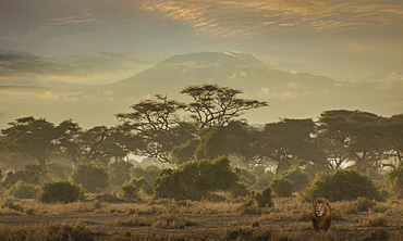 Lion under Mount Kilimanjaro in Amboseli National Park, Kenya, East Africa, Africa