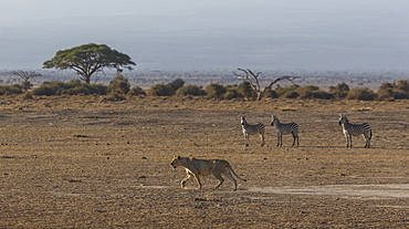 Zebras watching a lioness in Amboseli National Park, Kenya, East Africa, Africa