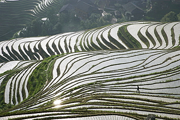 Chinese farmer in ricefield in June, Longsheng terraced ricefields, Guangxi Province, China, Asia