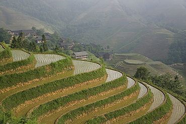 Longsheng terraced ricefields in June, Guangxi Province, China, Asia