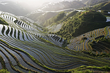 Sunrise in June, Longsheng terraced ricefields, Guangxi Province, China, Asia