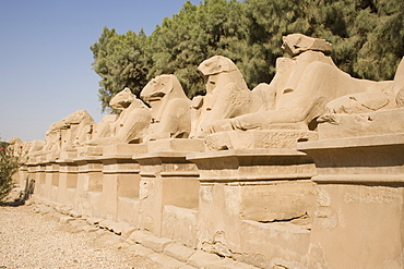 Avenue of Rams leading to temple precinct, Karnak, near Luxor, Thebes, UNESCO World Heritage Site, Egypt, North Africa, Africa