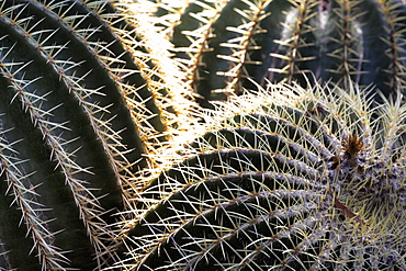 Cactus in the garden of the Villa Majorelle, Marrakech, Morocco, North Africa, Africa 