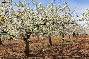 Almond orchard in blossom, Puglia, Italy, Europe