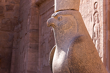 Statue of Horus in the ancient Egyptian Temple of Edfu, Egypt, North Africa, Africa