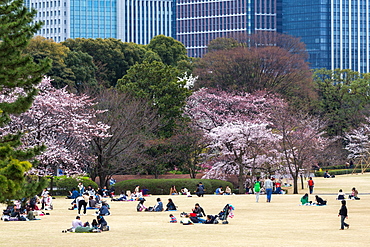 People relaxing and picnicking amongst the beautiful cherry blossom in Tokyo Imperial Palace East Gardens, Tokyo, Japan, Asia