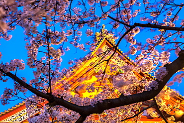 Sensi-ji Temple in Tokyo at night, seen through cherry blossom, Tokyo, Japan, Asia