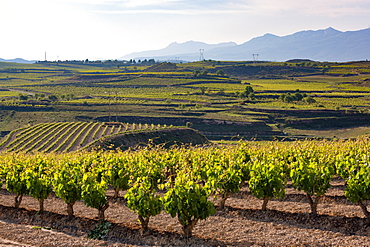 Vineyards in the Rioja region, Spain, Europe