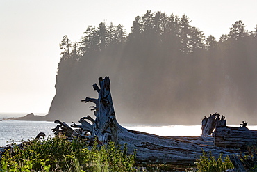 Driftwood on the beach at La Push on the Pacific Northwest coast, Washington State, United States of America, North America