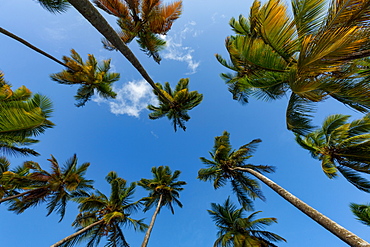 Looking up at tall palms on the small beach at Marigot Bay, St. Lucia, Windward Islands, West Indies Caribbean, Central America