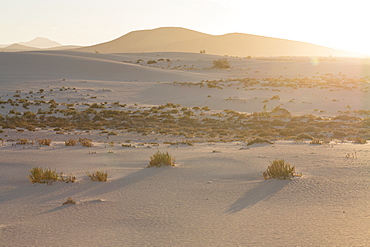 The dramatic Dunas de Corralejo in evening light on the volcanic island of Fuerteventura with mountains beyond, Fuerteventura, Canary Islands, Spain, Europe