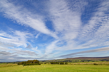 Sheep grazing in a field with the hills of the Forest of Bowland in Lancashire under a dramatic sky, Lancashire, England, United Kingdom, Europe