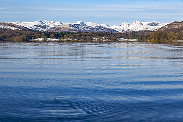 Looking towards the north end of Windermere near Ambleside, with rugged snow covered mountains including Helvellyn, Lake District National Park, UNESCO World Heritage Site, Cumbria, England, United Kingdom, Europe