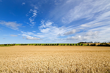 Large ripening wheat field in Northumberland, England, United Kingdom, Europe