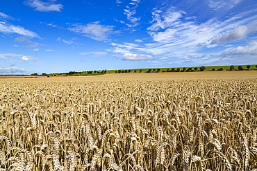 Large ripening wheat field in Northumberland, England, United Kingdom, Europe