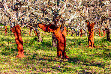 Stripped cork trees in rural Corsica, France, Mediterranean, Europe