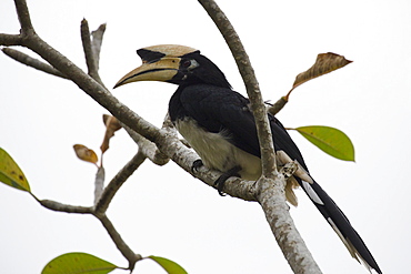 An Oriental Pied Hornbill in the Langkawi rainforest, Malaysia, Southeast Asia, Asia