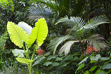 Flora in the ten million year old rain forest in Langkawi, Malaysia, Southeast Asia, Asia