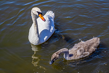 Swan and cygnet in Thorpness boating lake, near Aldeburgh, in the county of Suffolk, East Anglia.