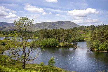Tarn Hows, a small lake in the mountains between Windermere and Coniston in the Lake District National Park.