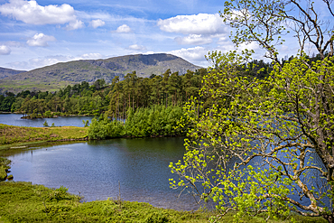 Tarn Hows, a small lake in the mountains between Windermere and Coniston in the Lake District National Park.