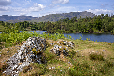 Tarn Hows, a small lake in the mountains between Windermere and Coniston in the Lake District National Park.