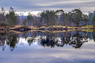 Perfect reflection of winter trees in the still water of Tarn Hows, a small lake in the mountains between Windermere and Coniston in the Lake District National Park.