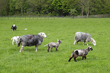 Native Herdwick sheep and lambs near Grassmere in the Lake District National Park.