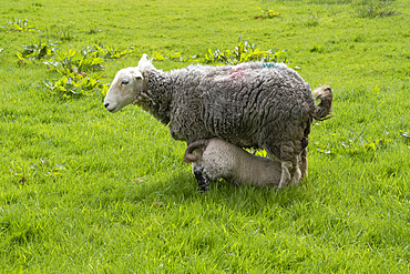 A native Herdwick sheep and feeding lamb near Grassmere in the Lake District National Park.