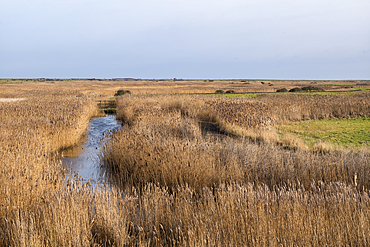 Reed marshes at Blakeney in North Norfolk