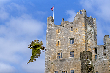 Southern White Faced Owl (Ptilopsis grandti) flying in front of Bolton Castle, built in 1399. Wensleydale, in the county of Yorkshire.