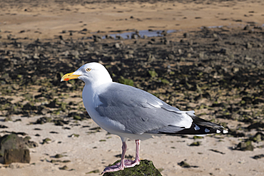 Herring Gull resting on a post on the beach at Red Wharf Bay on Anglesey.