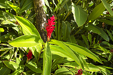Red Ginger plant, (Alpina purpurata) in full bloom found on the exotic island of Mauritius in the Indian Ocean