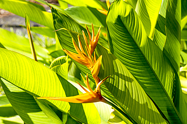 Yellow Heliconia flowers (Lobster Claws or False Bird-of-Paradise) in full bloom, found on the exotic island of Mauritius in the Indian Ocean