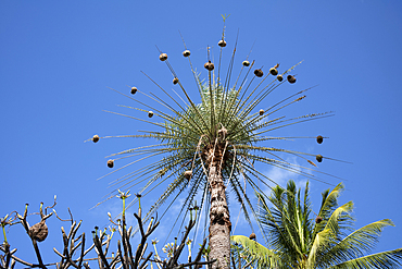 A large number of Weaver Bird nests hanging on a stripped palm tree on the exotic island of Mauritius in the Indian Ocean