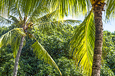 Coconut palm trees on the exotic island of Mauritius in the Indian Ocean