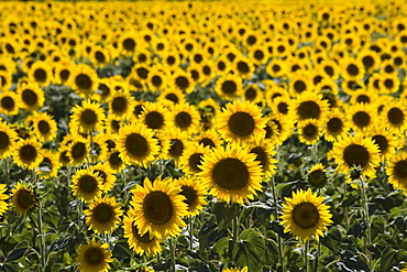 Field of sunflowers in full bloom, Languedoc, France, Europe