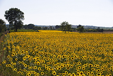 Field of sunflowers in full bloom, Languedoc, France, Europe