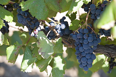 Black grapes on vines, Languedoc, France, Europe