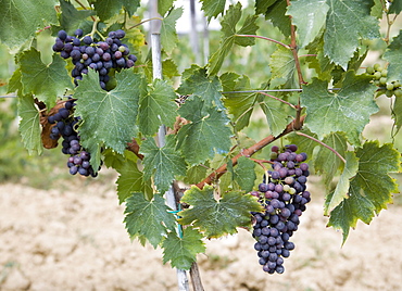 A vineyard of ripening Chianti Classico grapes in a Fattoria in Tuscany, Italy