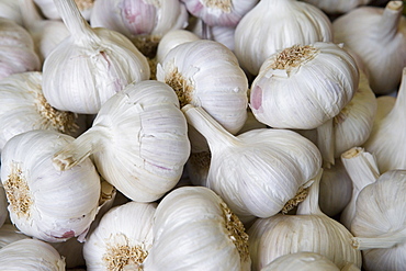 Garlic on market stall, Mercado Plaza Mossen Sorell, Valencia, Mediterranean, Costa del Azahar, Spain, Europe