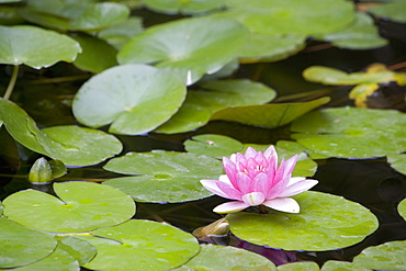 Pink water lily in pond, Jardin Botanico (Botanical Gardens), Valencia, Costa del Azahar, Spain, Europe