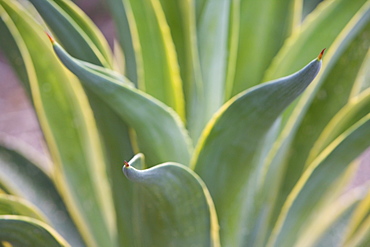 Agave Desmettiana Varigata Jacobi, Jardin Botanico (Botanical Gardens), Valencia, Mediterranean, Costa del Azahar, Spain, Europe